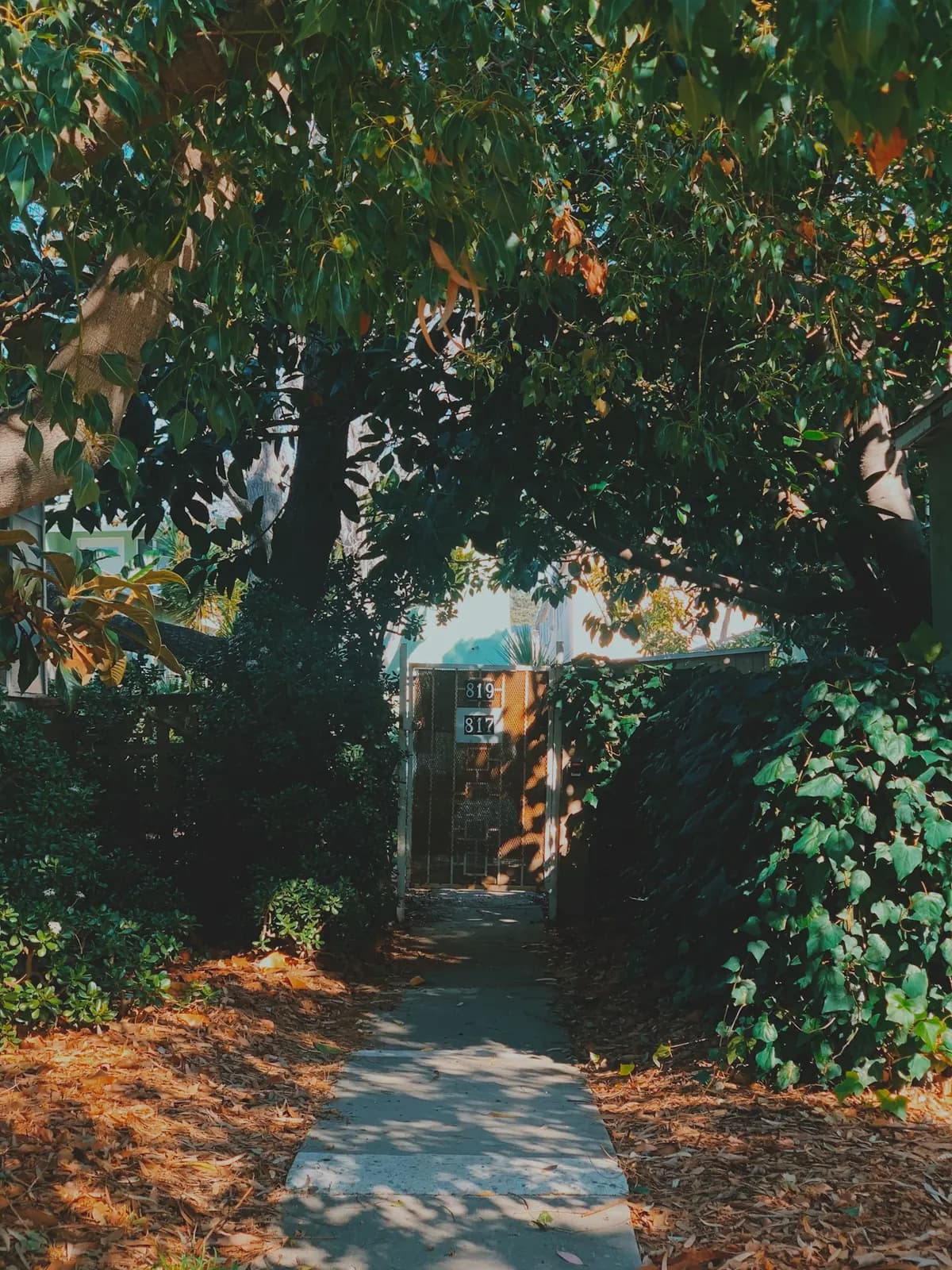 A shaded paved path beneath mature trees in Culver City