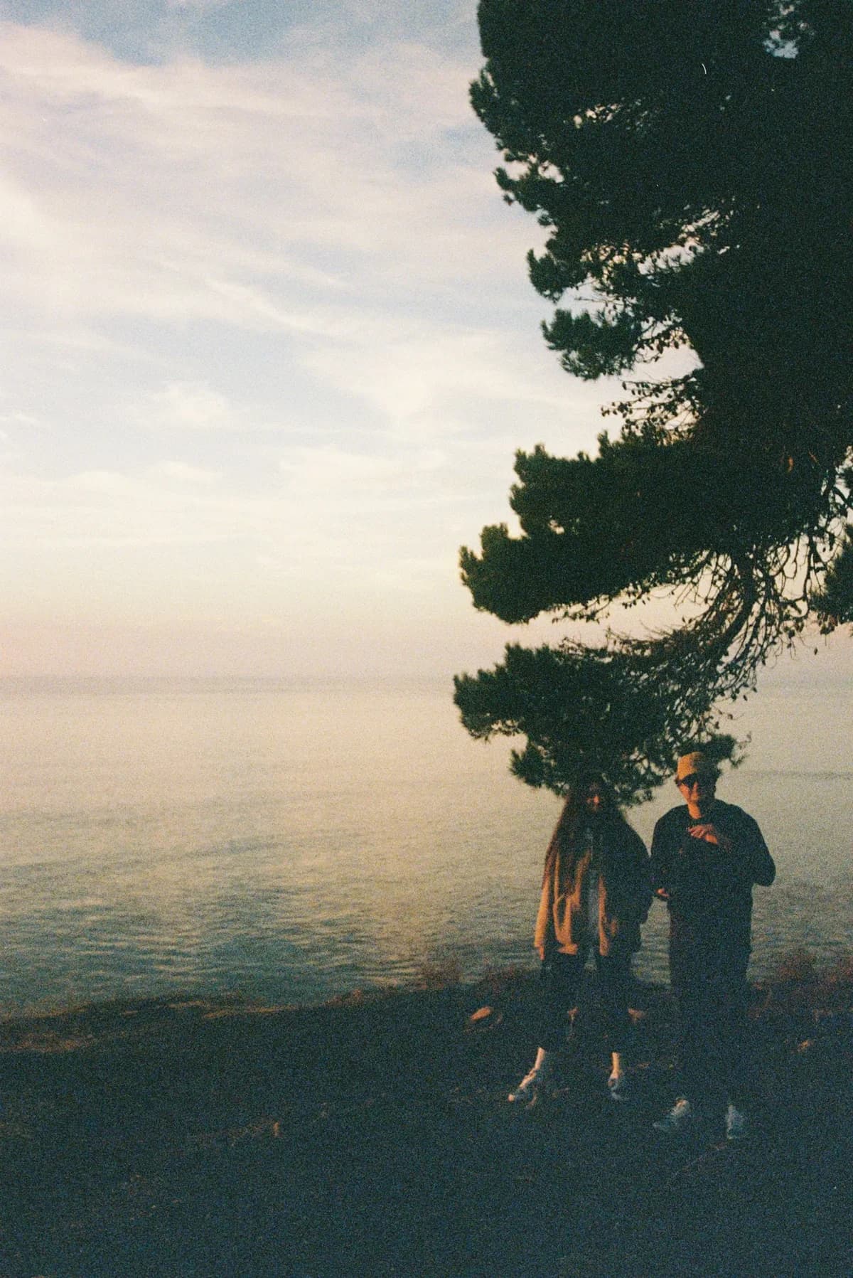 Two neighbors beneath a windswept tree beside the Palos Verdes coast
