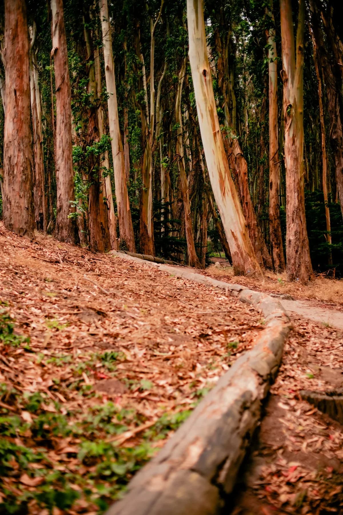 A narrow path winding through a tall eucalyptus grove