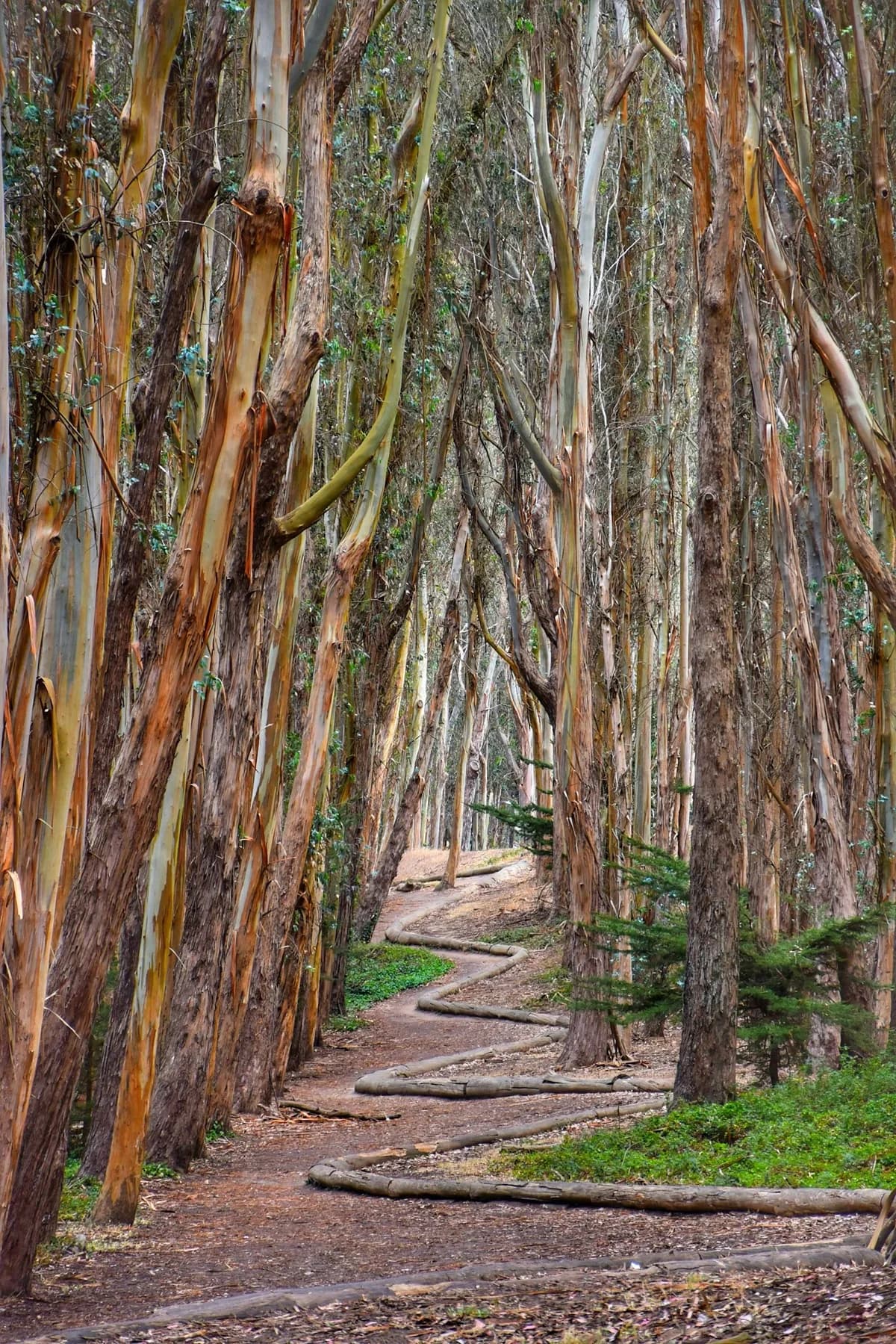 A walking path winding between the textured trunks of a eucalyptus grove
