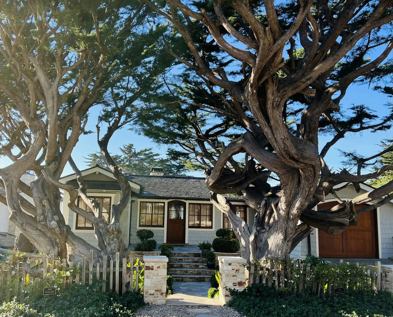 A California home sheltered by an established sculptural tree canopy