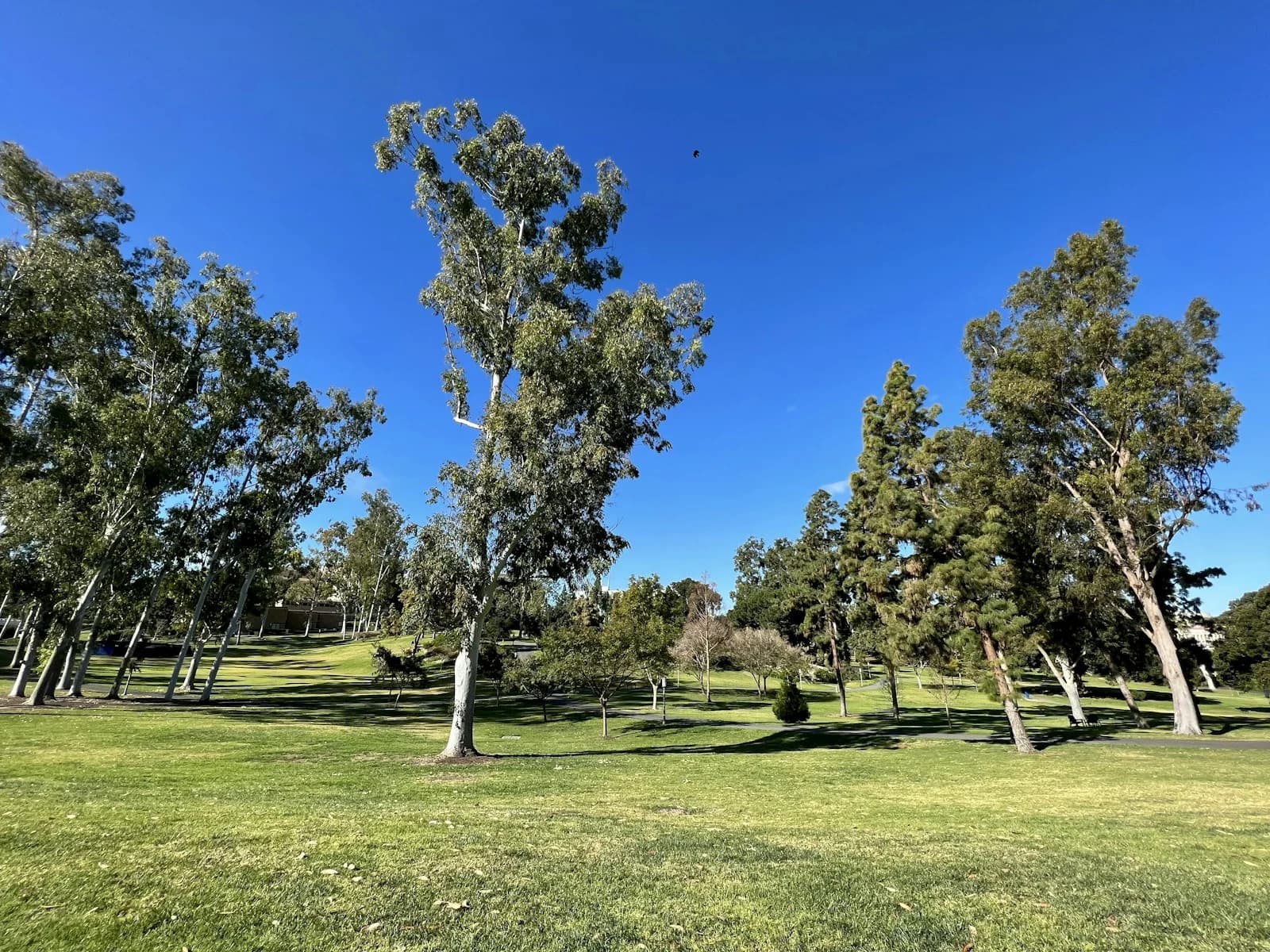 An open neighborhood lawn dotted with mature eucalyptus trees