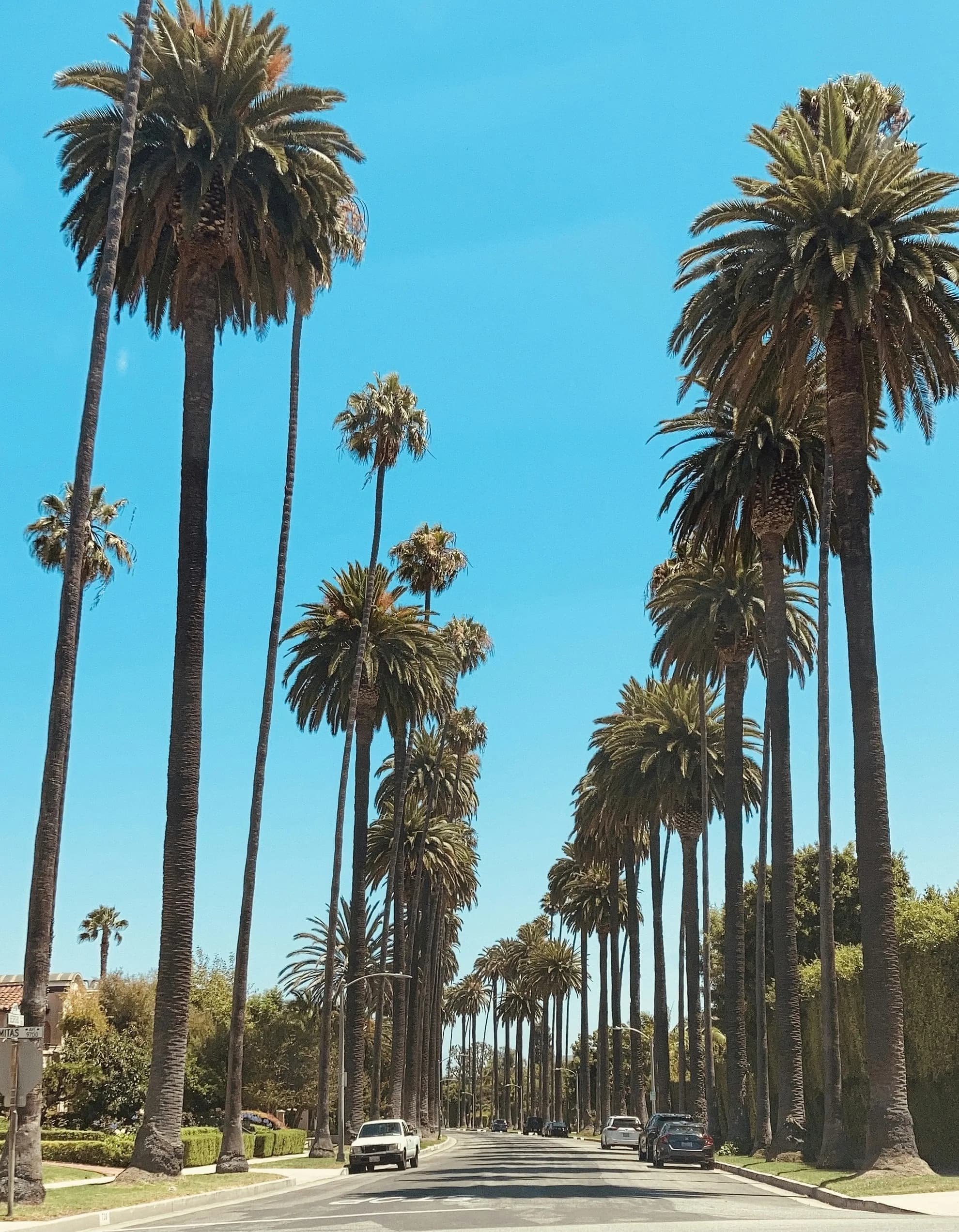 A centered view down a bright Beverly Hills palm boulevard