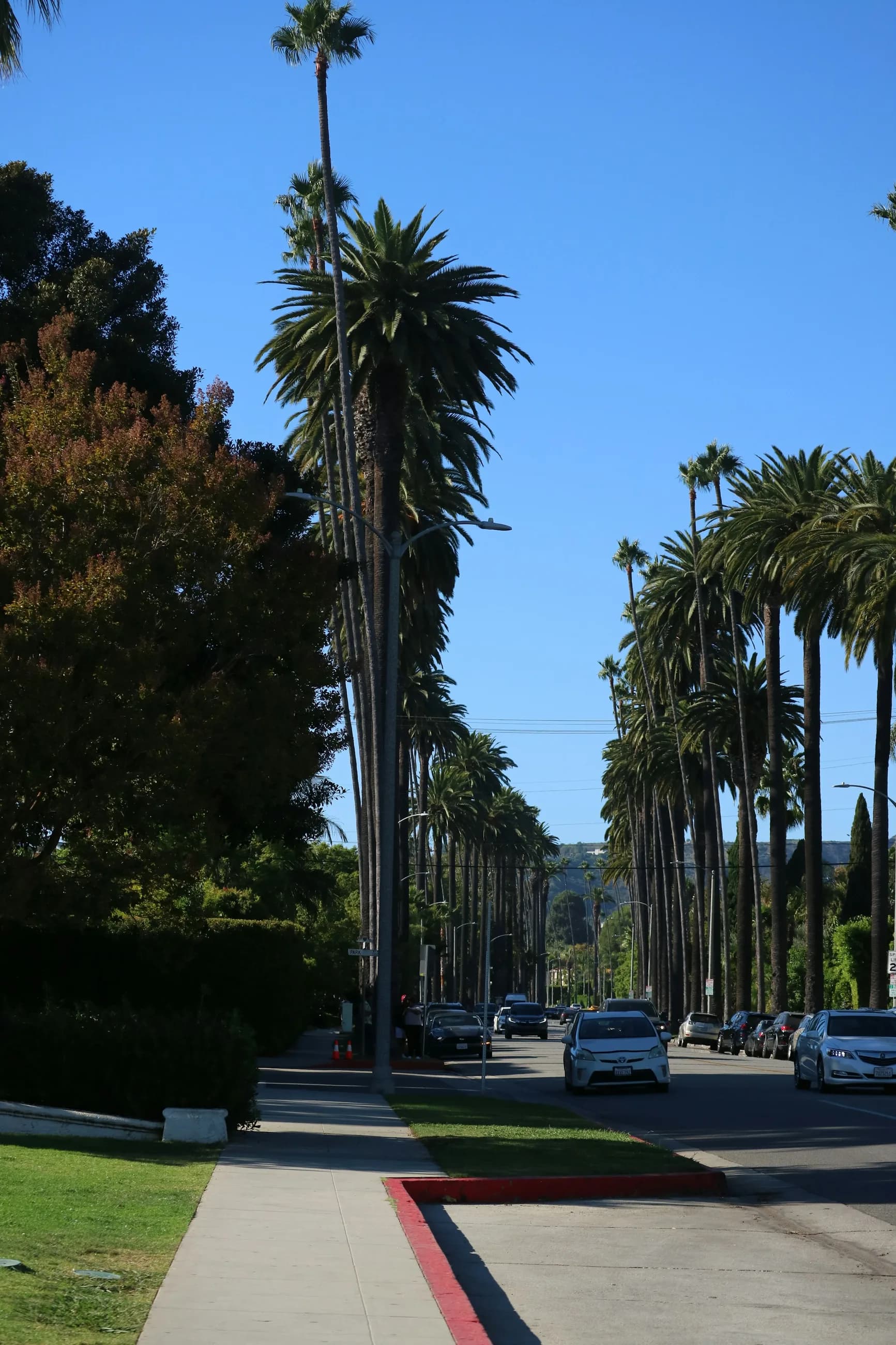 A deep view along a palm-lined residential avenue in Beverly Hills