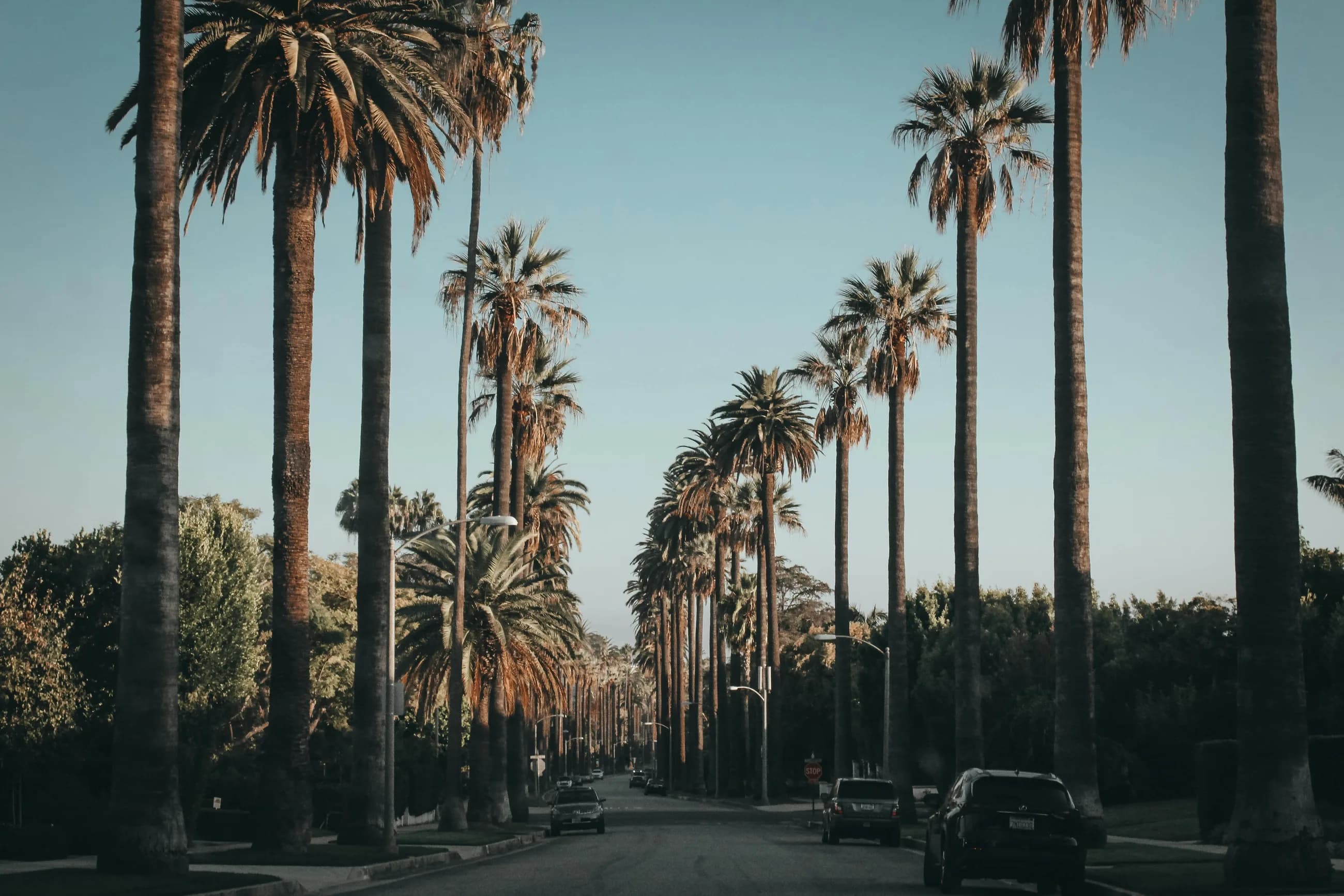 Tall palms lining a quiet Beverly Hills residential boulevard