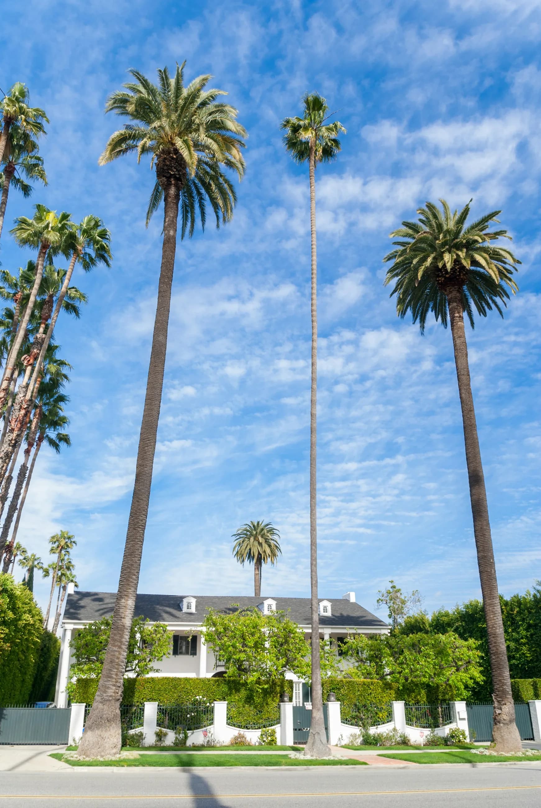 A white Beverly Hills residence framed by tall palms and clipped hedges