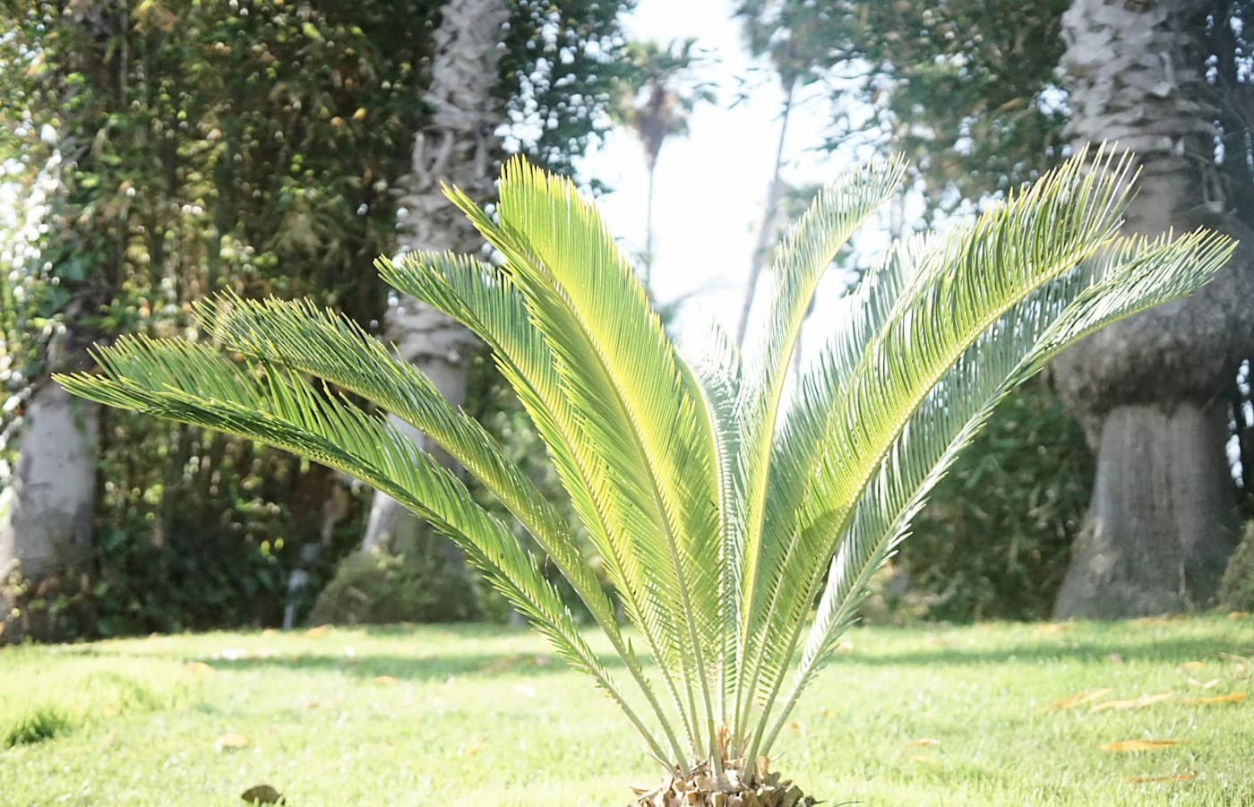 A green palm and lawn in Marina del Rey’s Burton Chace Park