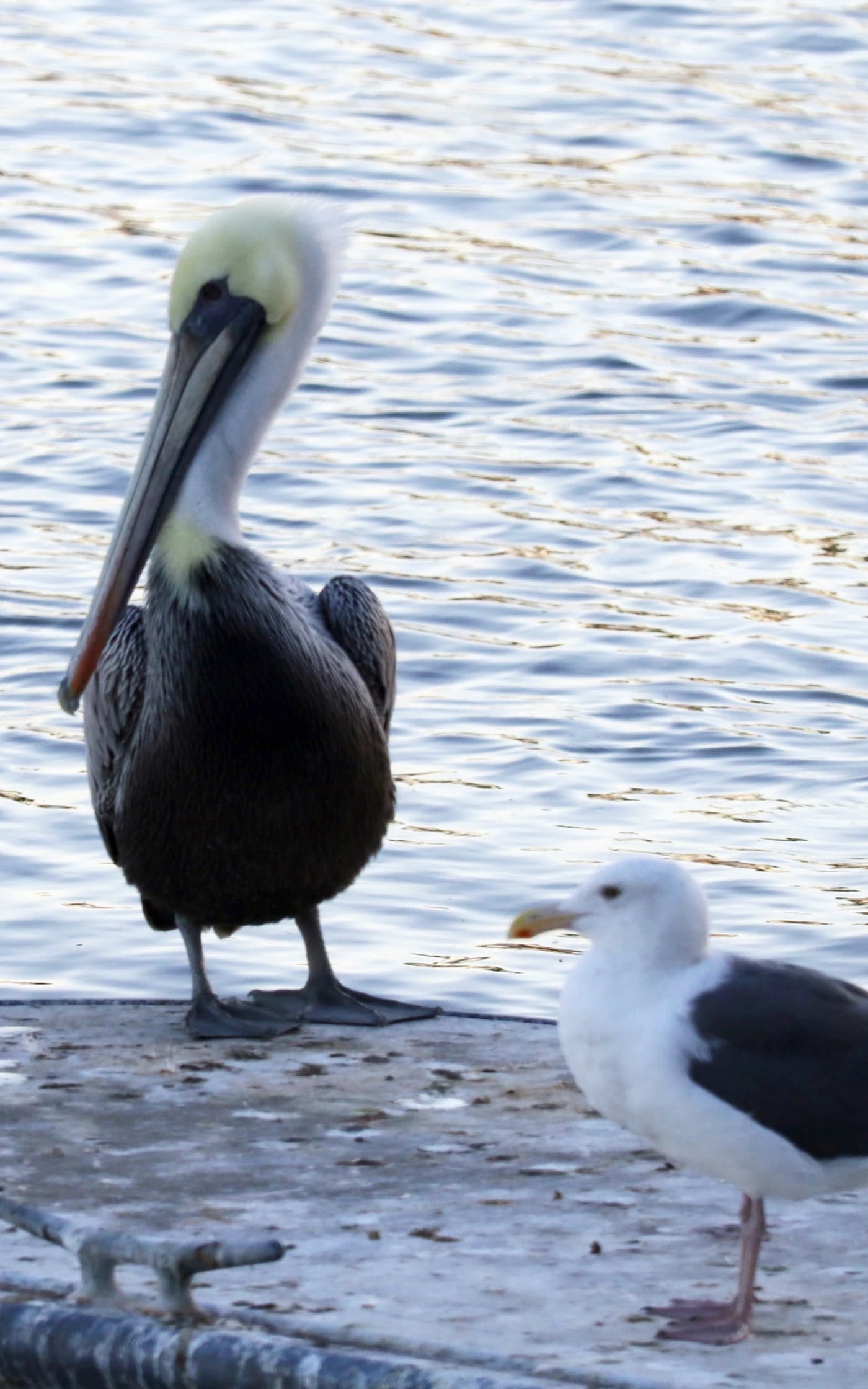 Shorebirds standing in shallow water at Burton Chace Park