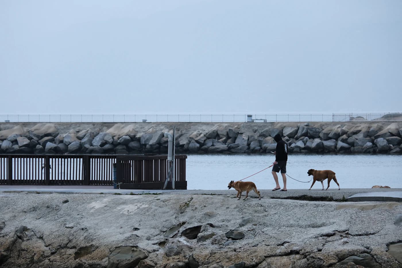 A resident walking two dogs beside the Marina del Rey waterfront