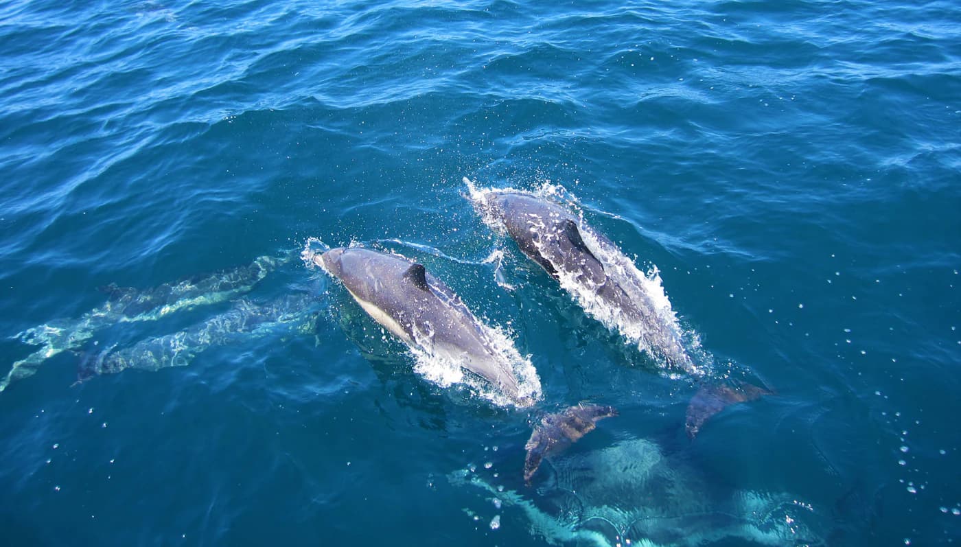 Two dolphins swimming beside a boat departing Marina del Rey