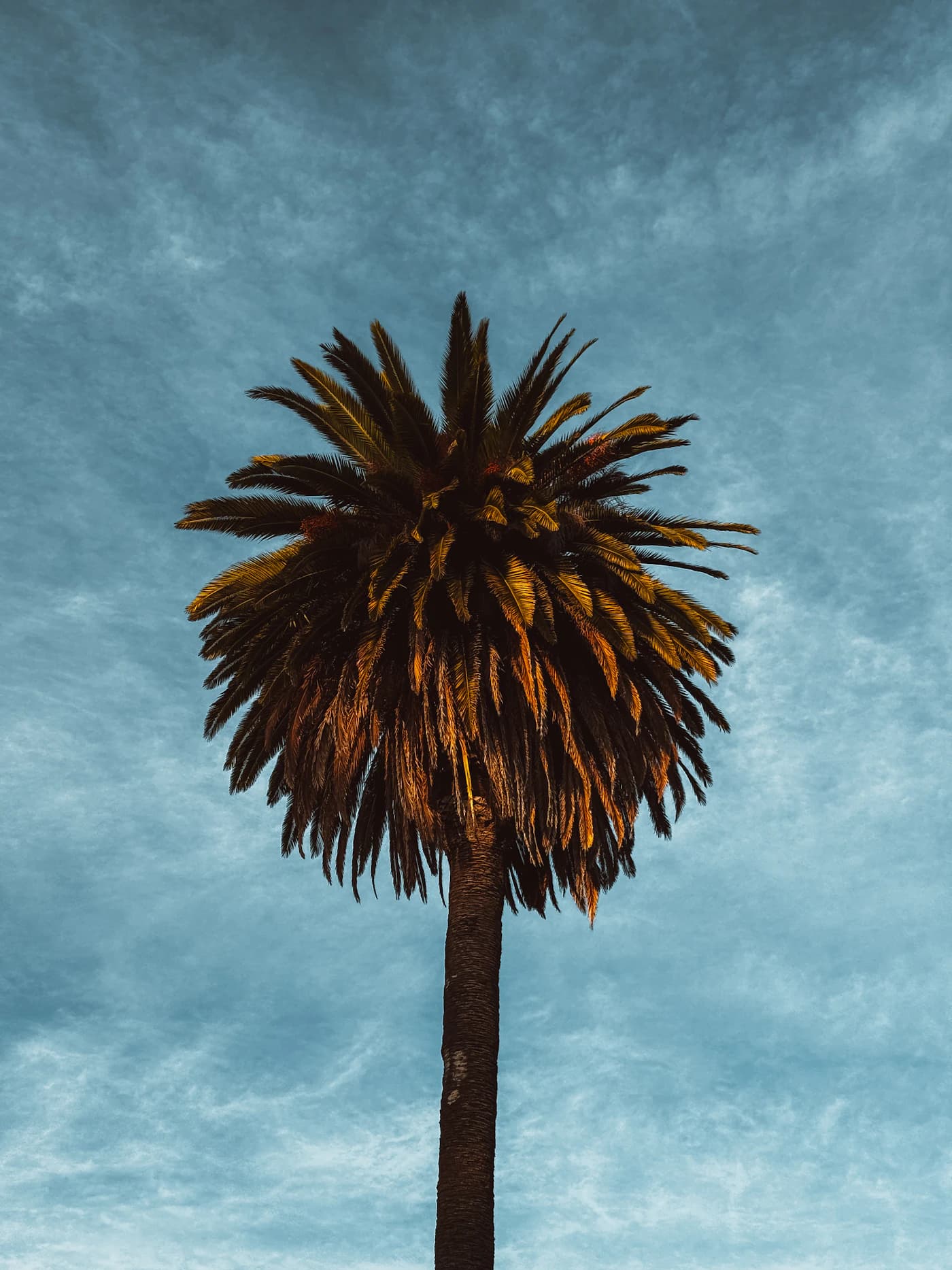 A tall palm standing against a textured Marina del Rey sky