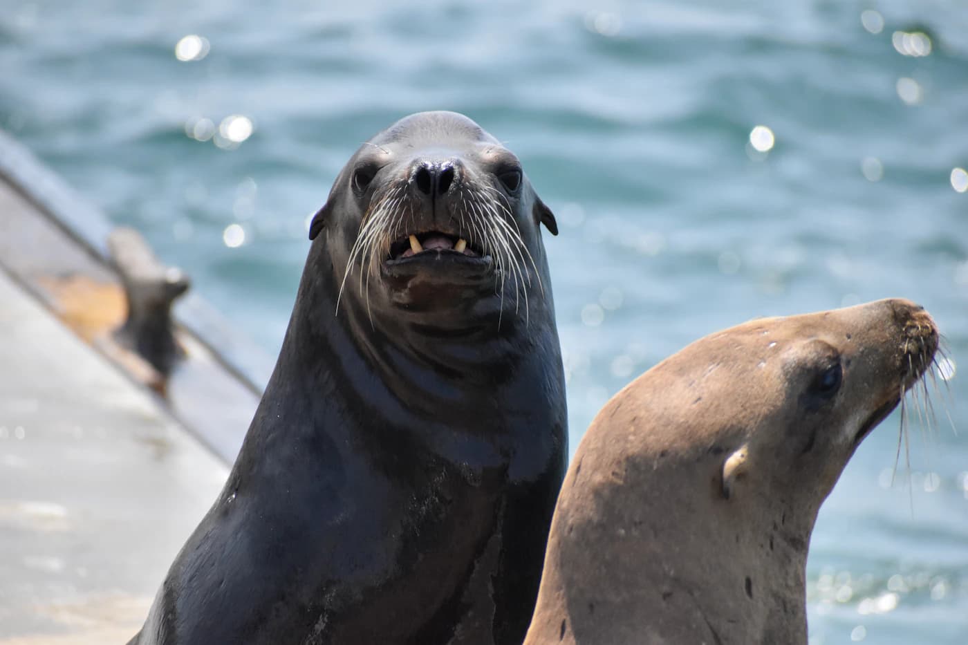 Two sea lions resting beside the water in Marina del Rey