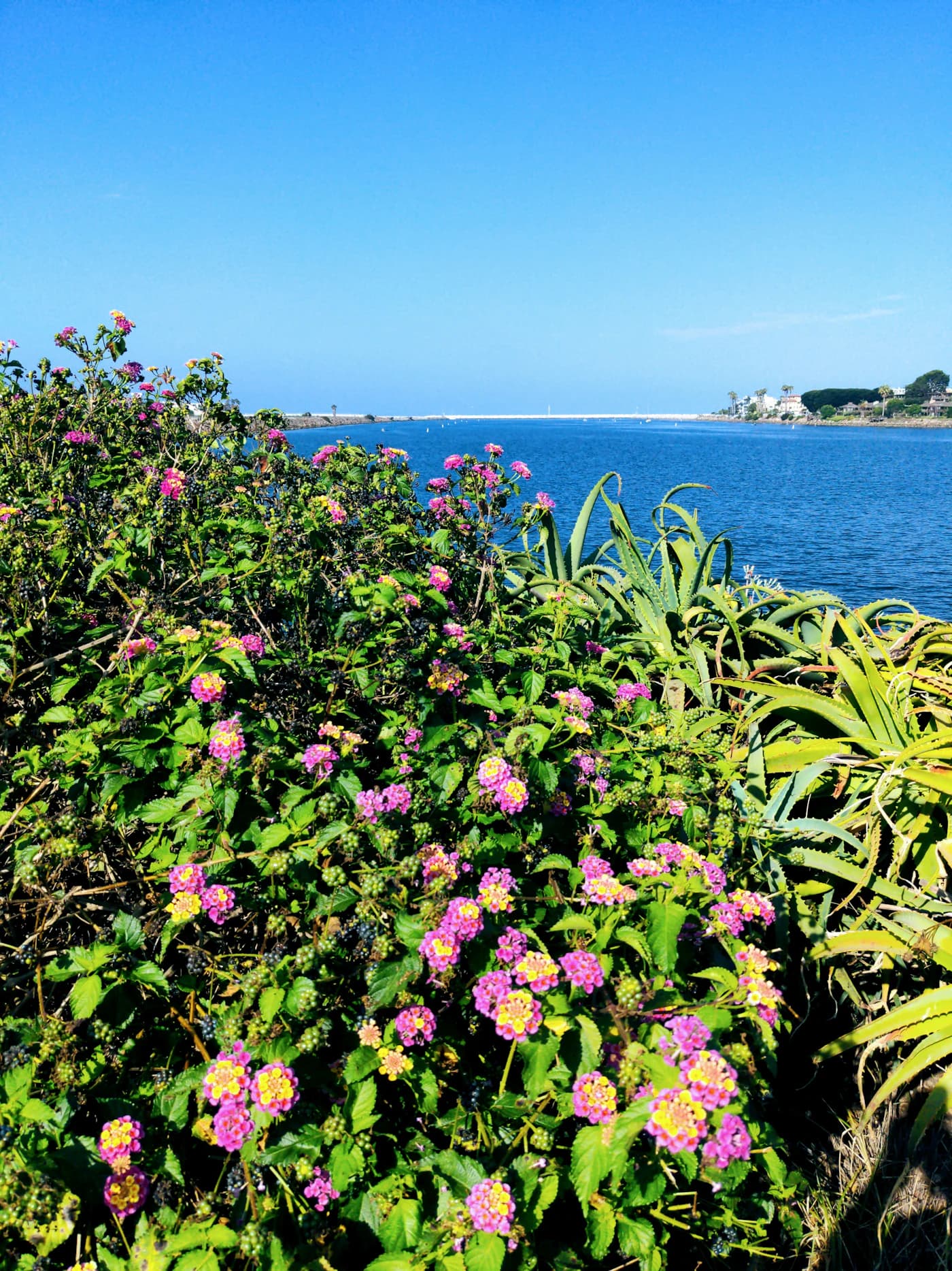 Bright flowers framing a calm Marina del Rey waterfront view