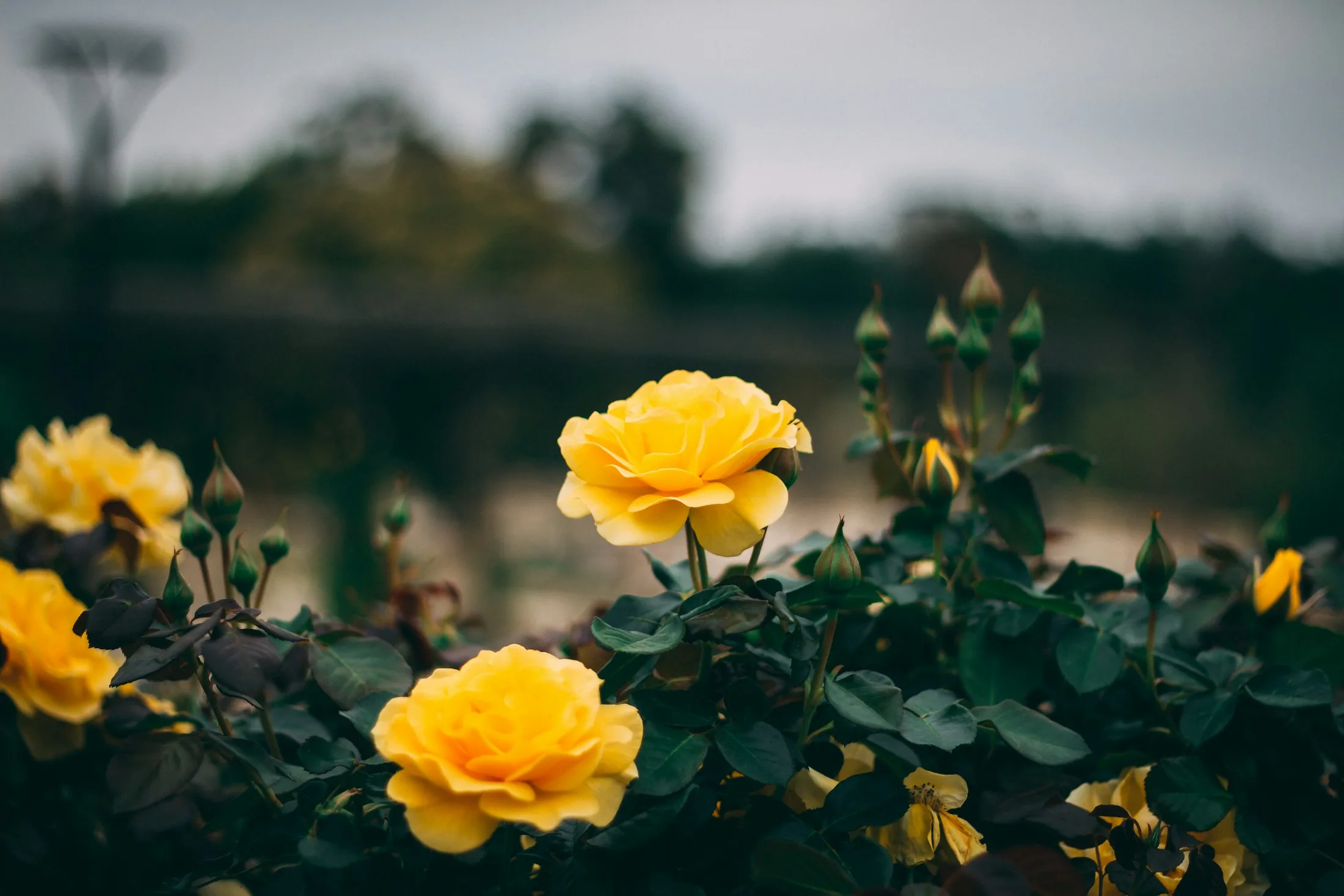 Yellow roses blooming at South Coast Botanic Garden