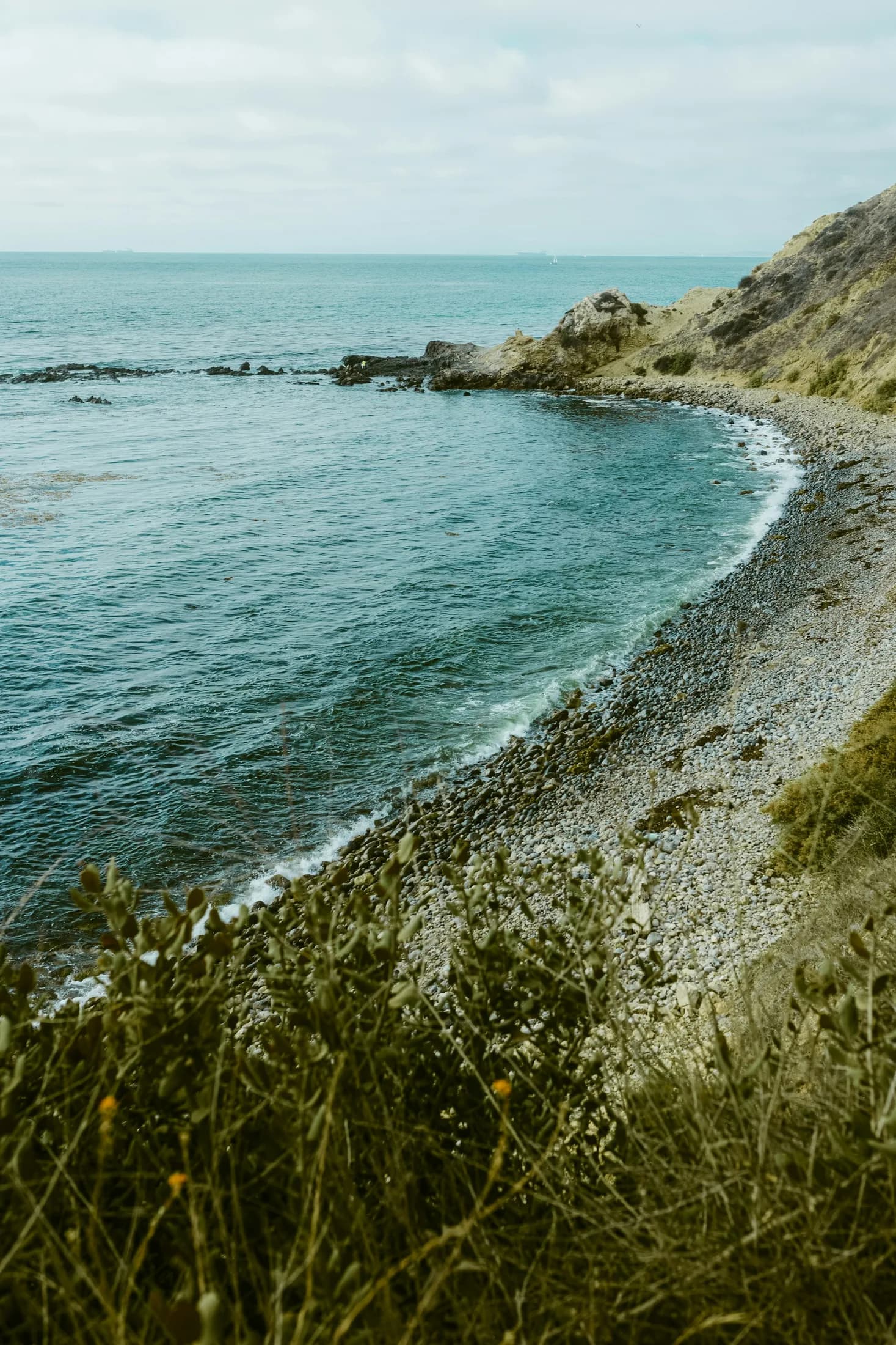 Wildflowers and grasses above a sheltered Palos Verdes cove