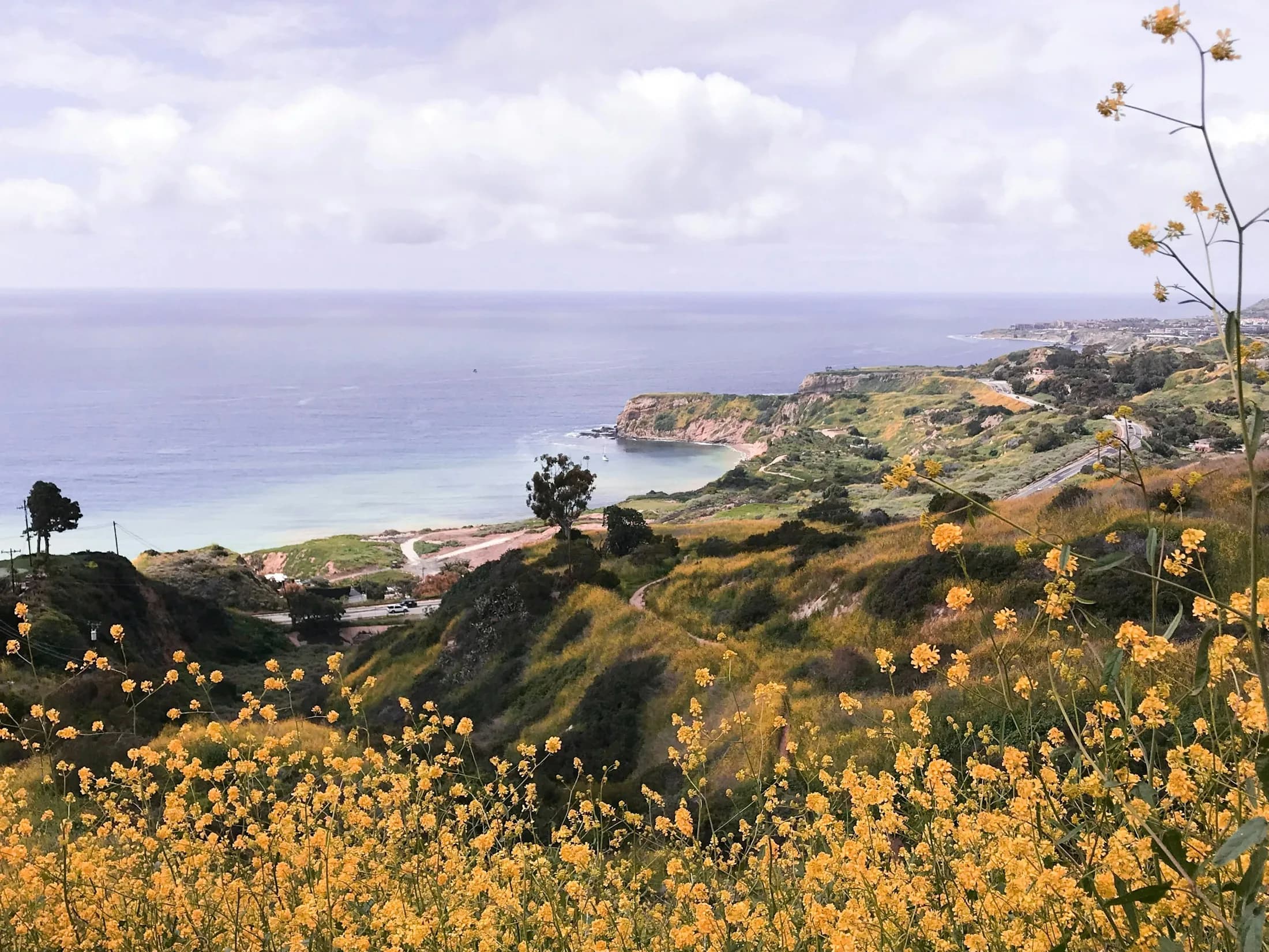 Golden wildflowers above the coast at Forrestal Nature Reserve