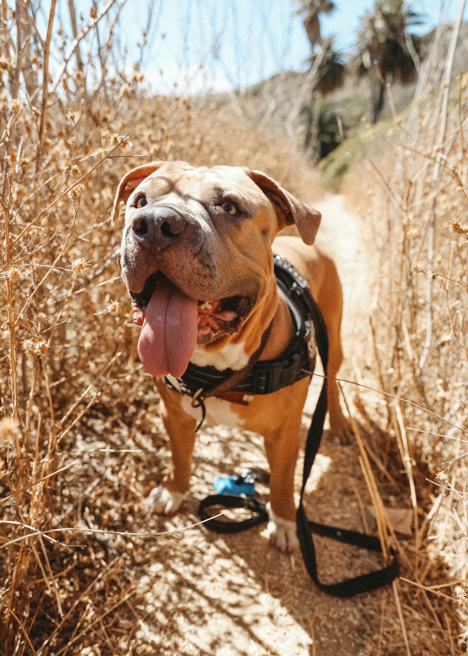 A trail dog pausing among dry grasses on the Palos Verdes Bluffs Trail