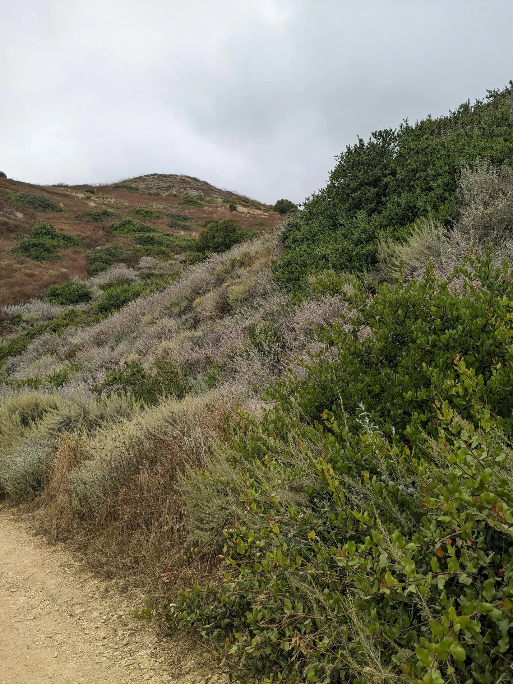 A narrow chaparral trail crossing the Palos Verdes hills
