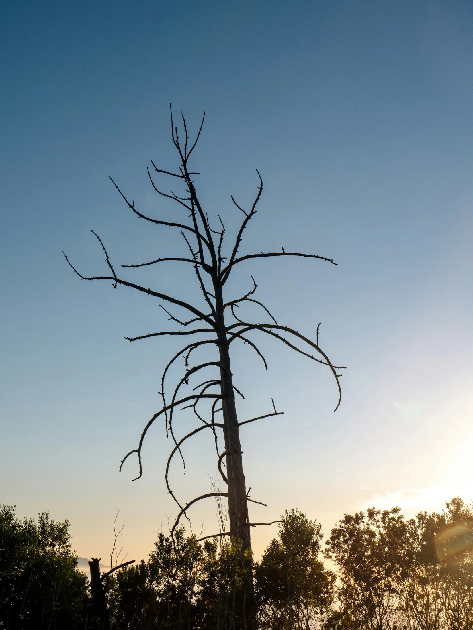 A sculptural bare tree catching sunrise in Portuguese Bend Reserve