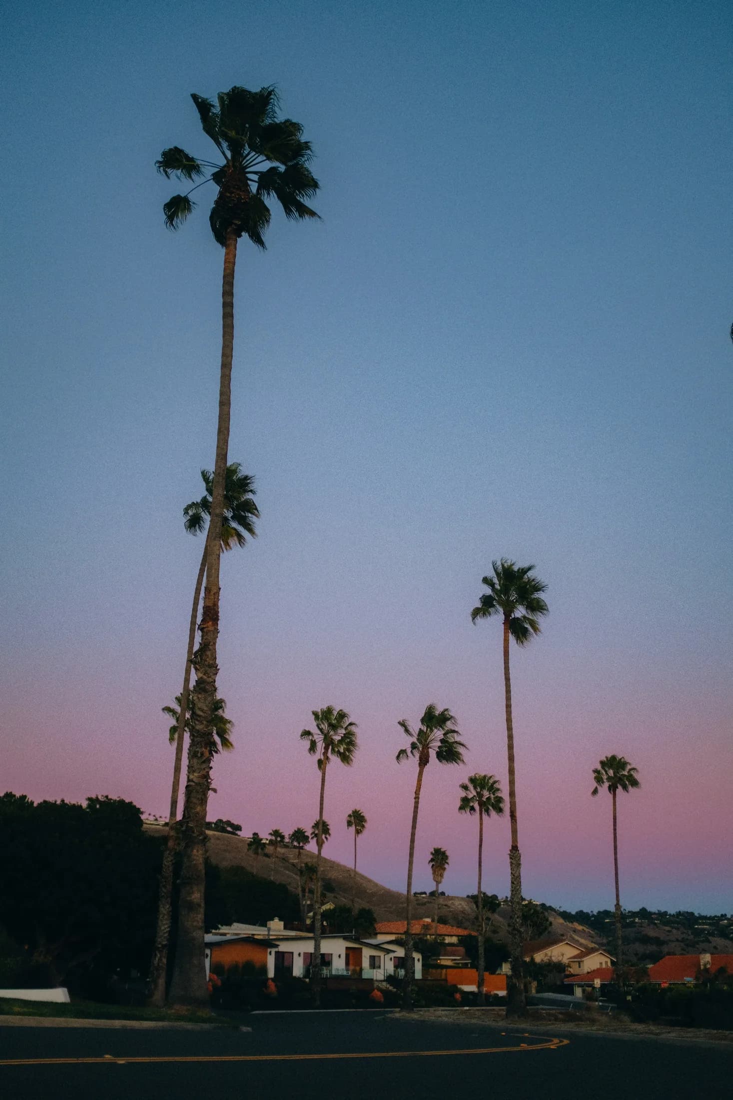 Tall palms lining a quiet Rancho Palos Verdes residential road at dusk