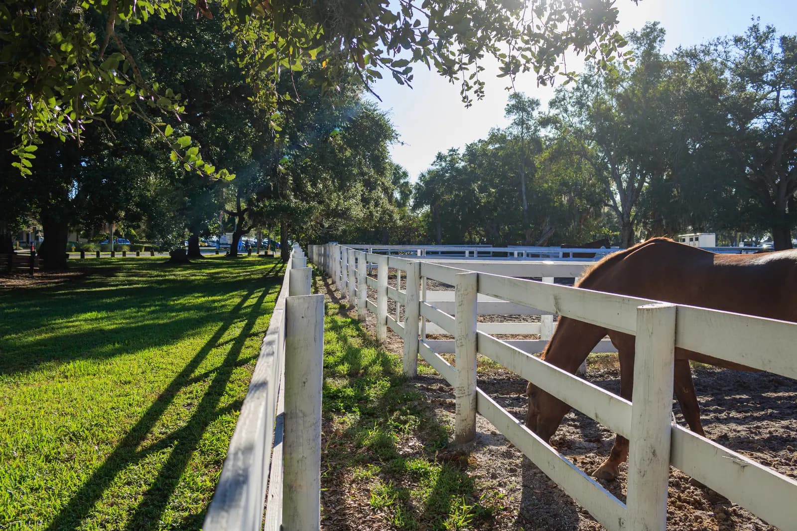 A horse grazing beside a white rail fence on a leafy ranch