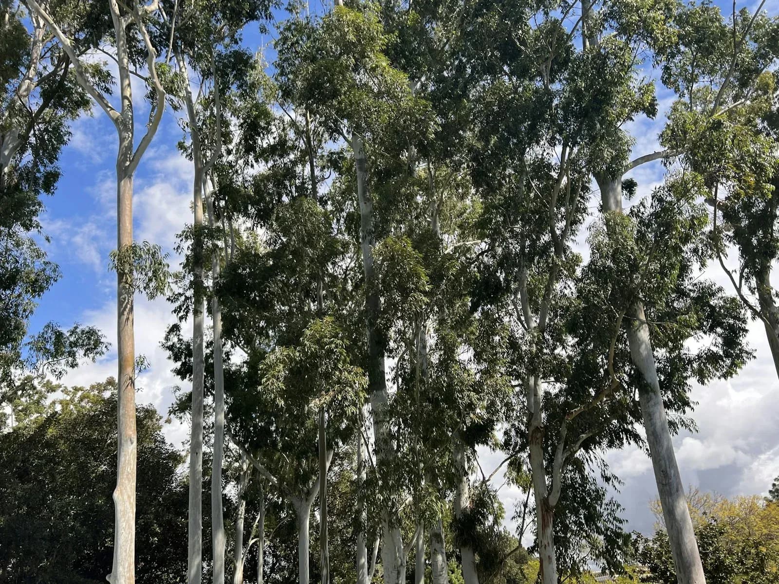 Sunlight filtering through a canopy of mature eucalyptus trees