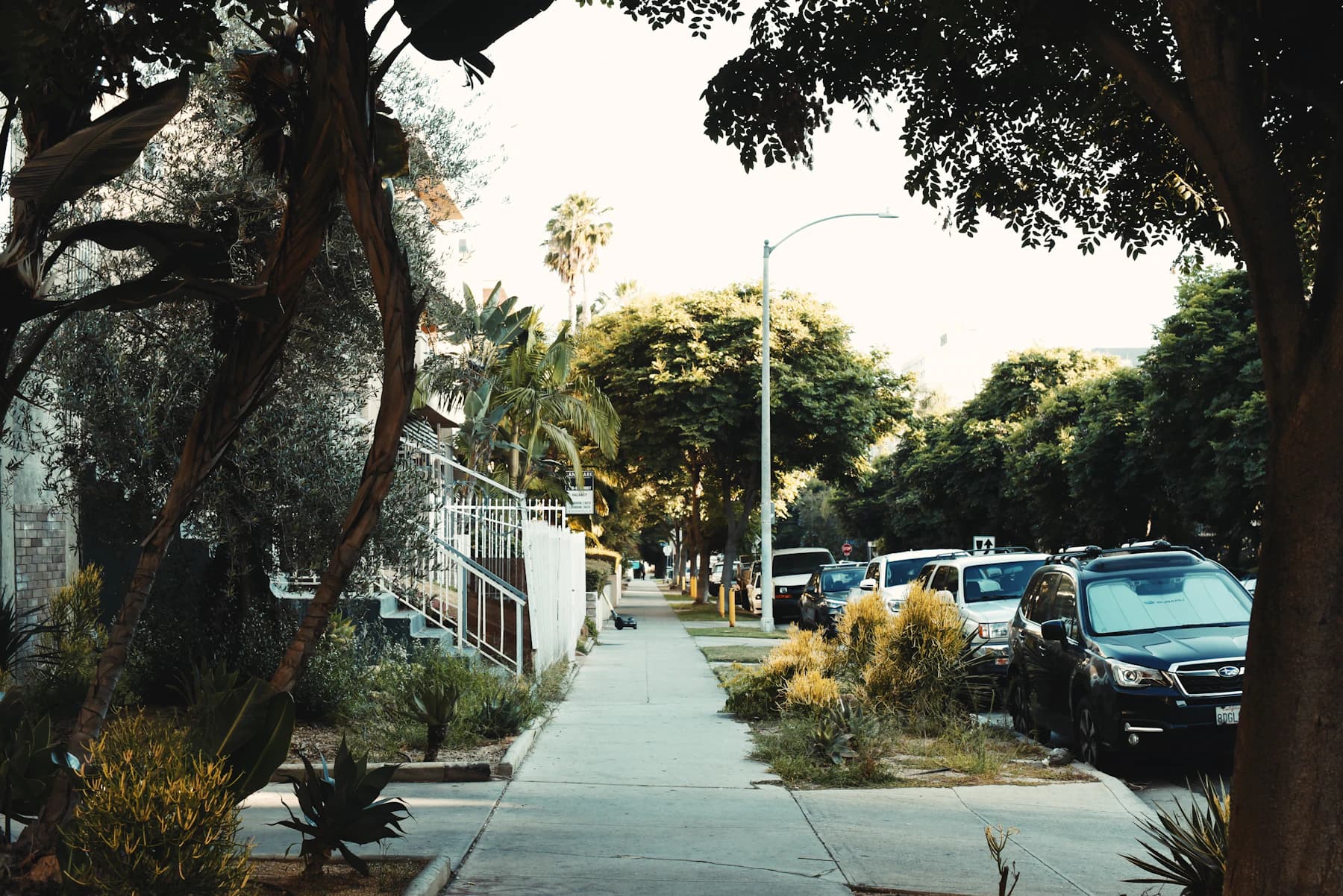 A shaded Los Angeles sidewalk bordered by homes and established trees