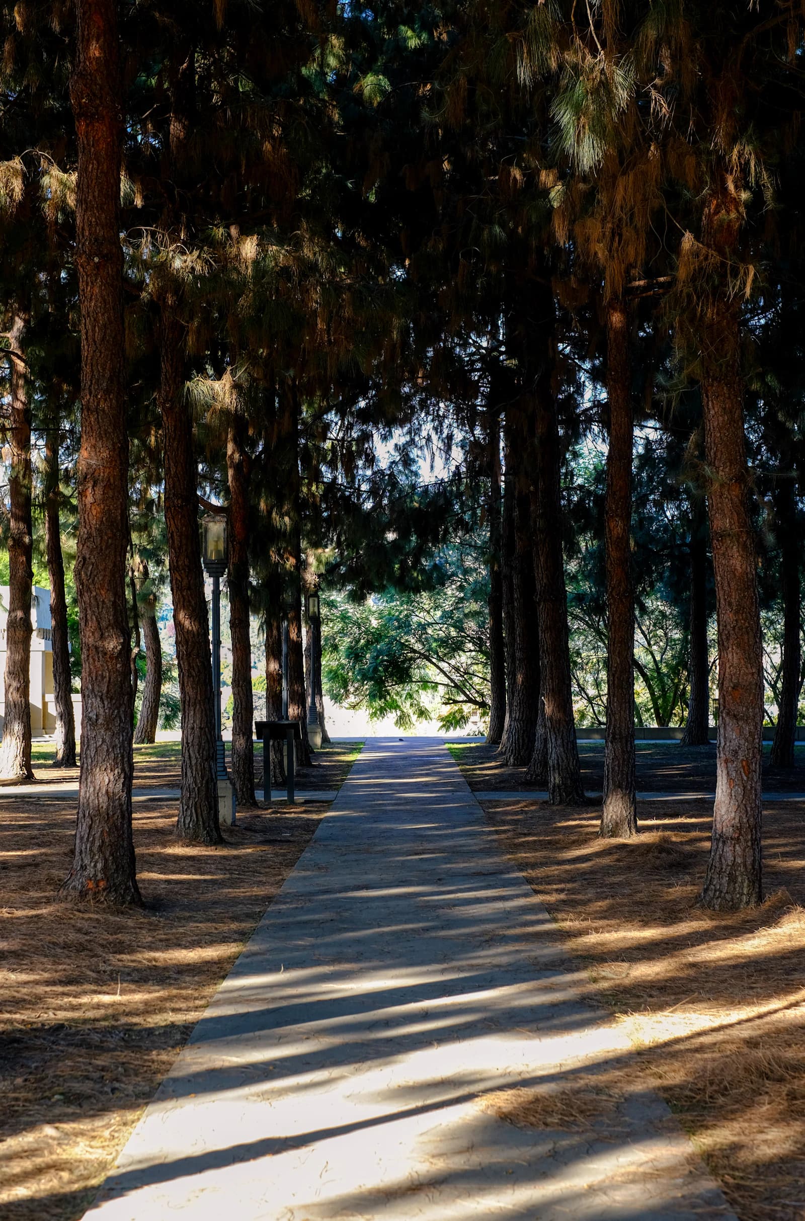 A shaded tree-lined park path in Los Angeles