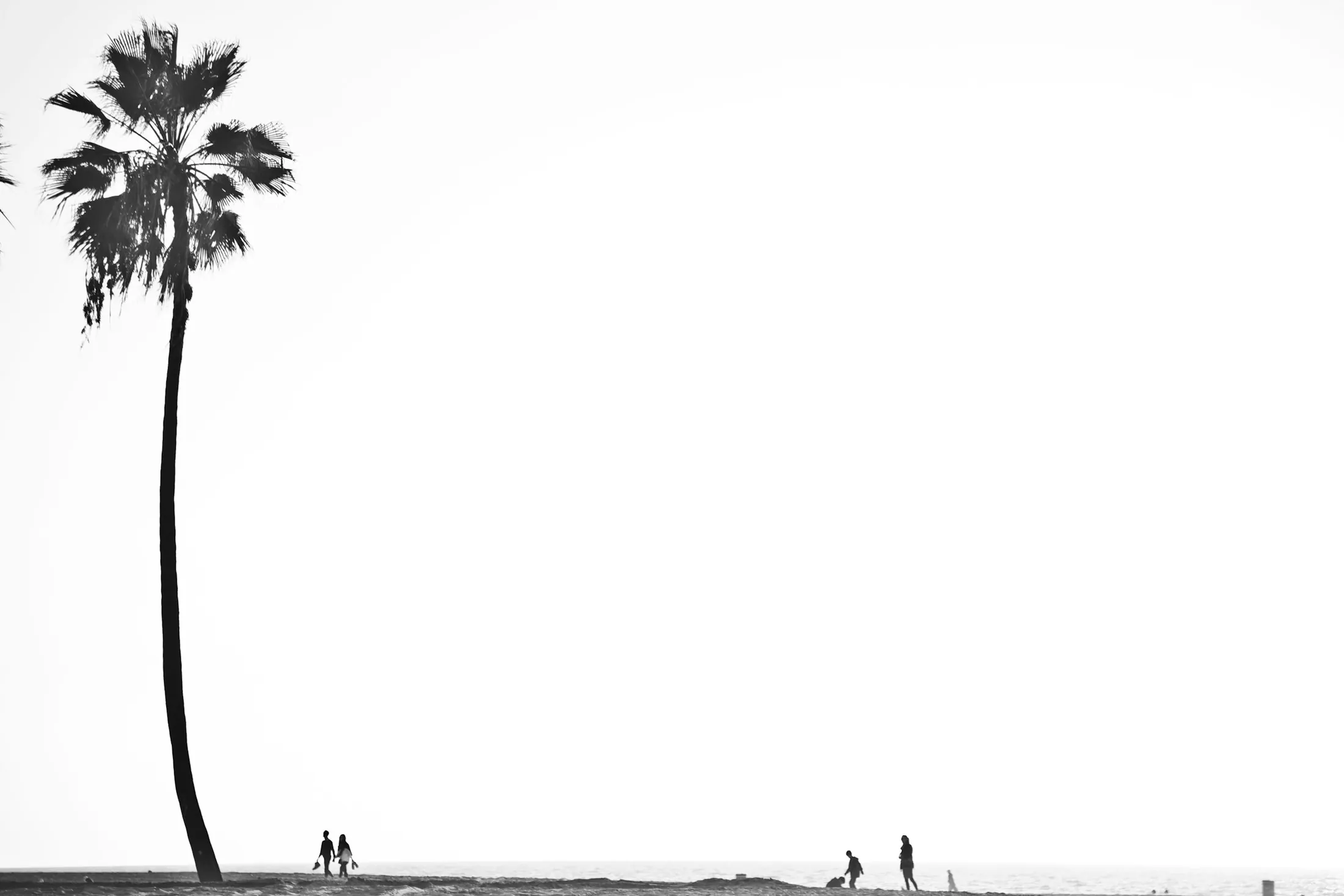 People crossing the sand beneath a pair of tall palms at Venice Beach