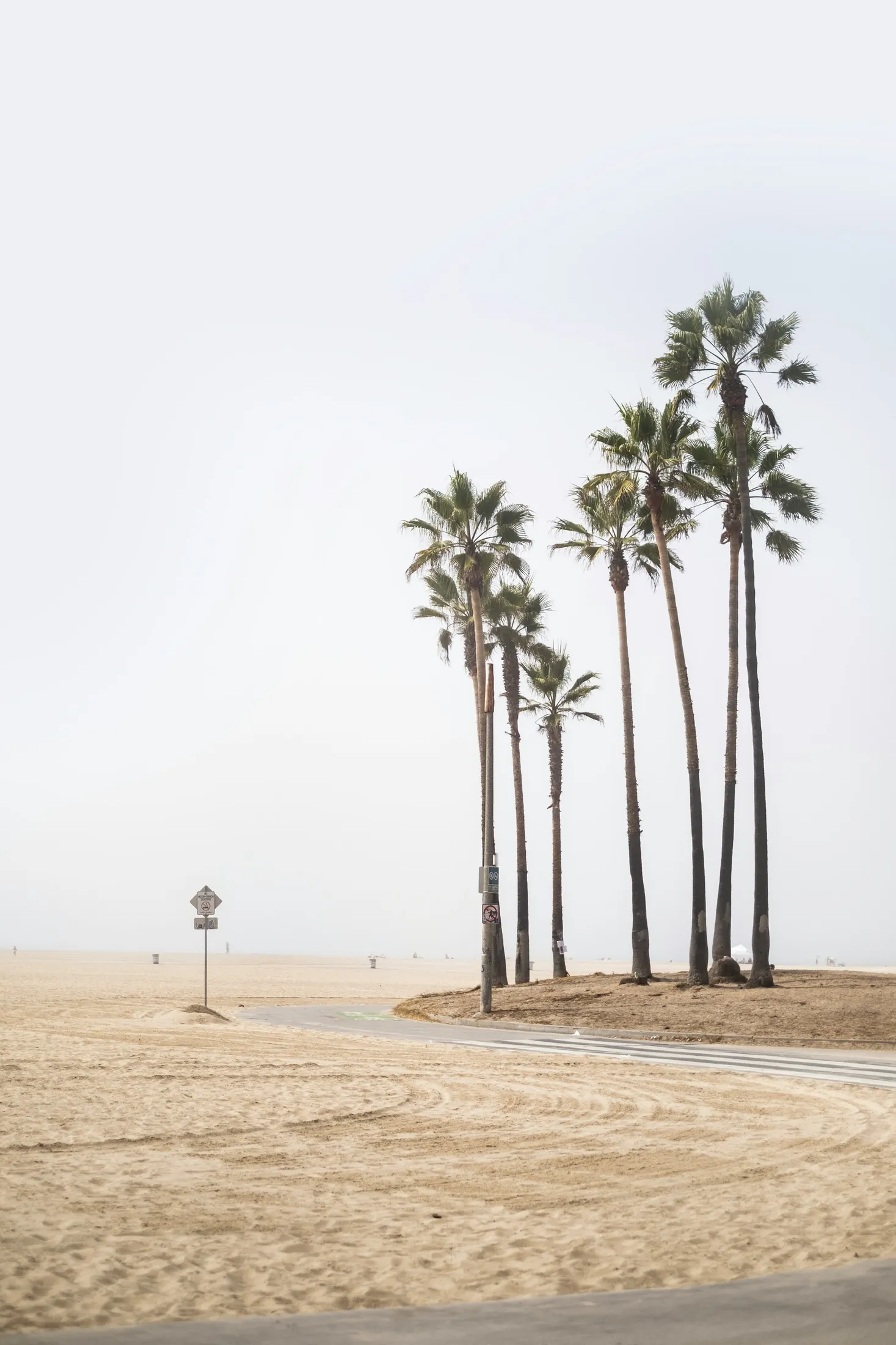 A small stand of palms punctuating the wide sand at Venice Beach