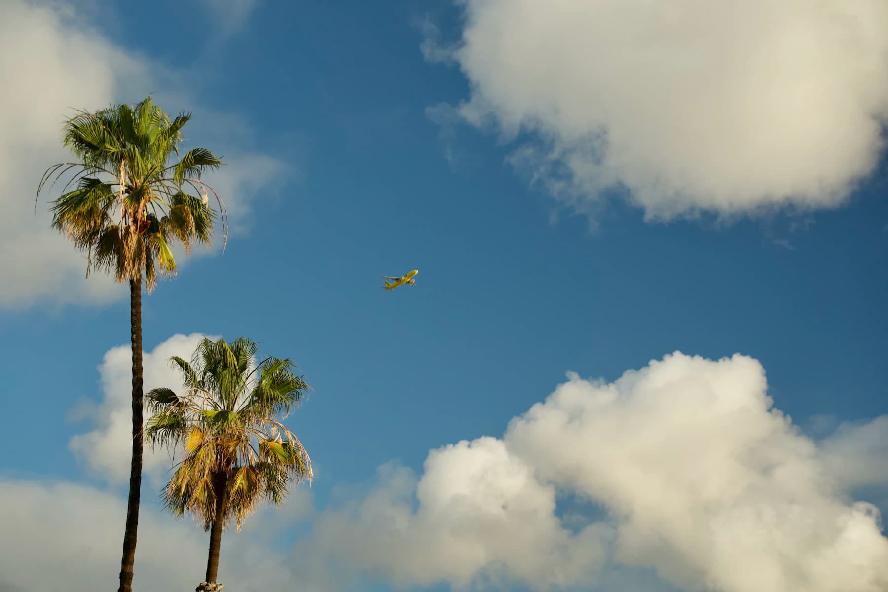 An aircraft passing above tall palms near Westchester and Playa del Rey